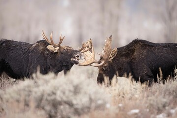 Group of moose engaging in a battle with their impressive antlers amidst a snowy landscape