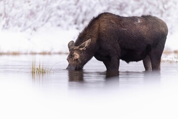 Majestic black moose stands atop a frozen lake blanketed in a layer of snow