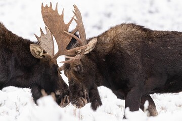 Group of moose engaging in a battle with their impressive antlers amidst a snowy landscape