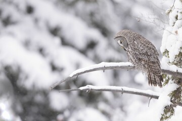 Solitary owl perched on a frosted birch branch in a snowy forest