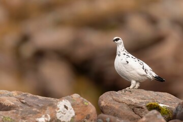 Small Ptarmigan bird perched on a rugged, natural rock surface in an outdoor environment