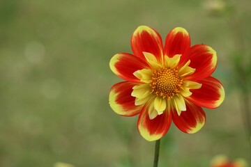 Dahlia