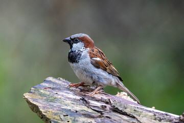 Haussperling (Passer domesticus)