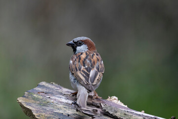 Haussperling (Passer domesticus)
