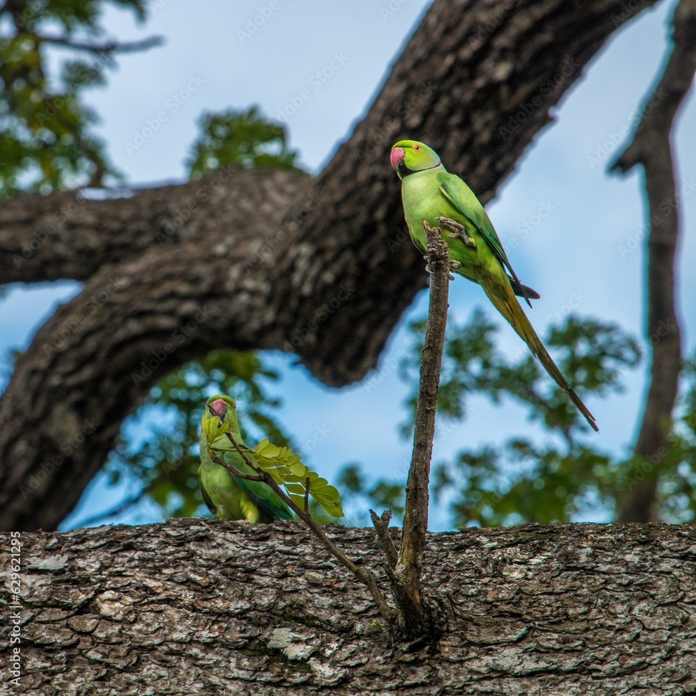 Poster two green birds sitting on a tree branch with trees in the background