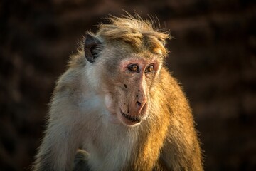 a monkey stands next to a brick wall and looks into the distance