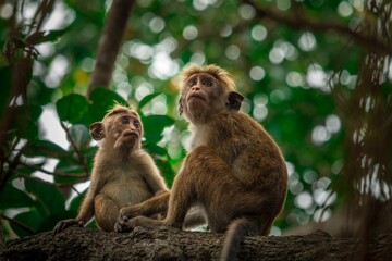 two brown monkeys sitting on the top of a tree trunk