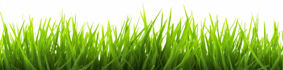 Green grass isolated on white background, field, grassland, solid fresh grass grows, generated ai