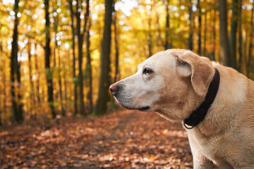 Dog during walk in autumn forest. Portrait of old yellow labrador retriever..