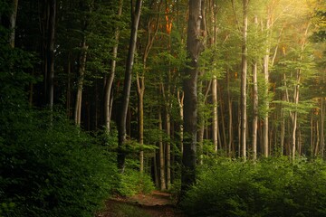 Fototapeta premium Stunning, sun-kissed forest with a pathway leading through it