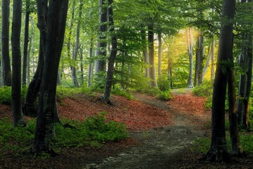 Sun's rays beaming down through a canopy of trees in a lush forest