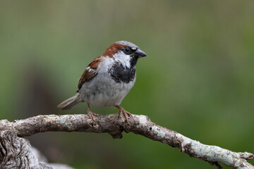 Haussperling (Passer domesticus)