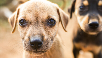 Stray puppy close-up images, black and light-colored