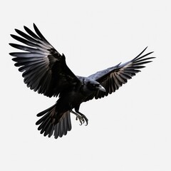 Flying black crow isolated