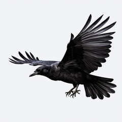 Fototapeta premium Flying black crow isolated