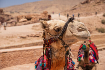 A portrait of an Arabic camel in Petra, Jordan