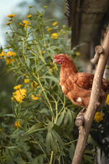 Photo of a red chicken on the stairs in the summer garden.