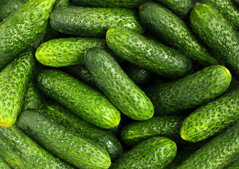 Fresh green cucumbers close up
