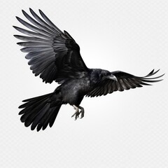 Obraz premium Flying black crow isolated