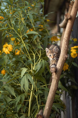 Photo of a striped kitten on the stairs in the summer garden.