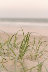 Sandy terrain sparsely populated with patches of green vegetation emerging from the earth, Australia