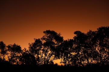Tranquil sunset with silhouetted trees on the horizon, framed by a lush grassy field, Australia