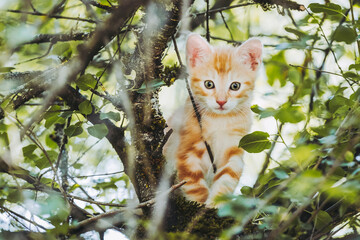 Portrait d'un mignon chaton tigré roux grimpant dans un arbre