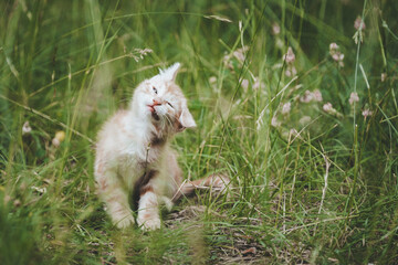 Portrait d'un bébé chaton roux dans le jardin faisant une tête drôle