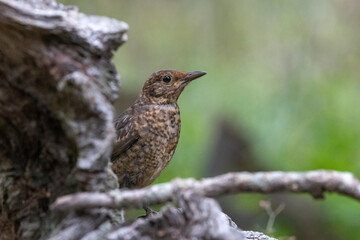 Amsel (Turdus merula) Weibchen