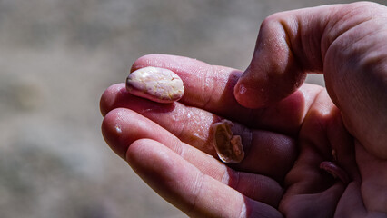 white cacao bean, Jaen, Peru