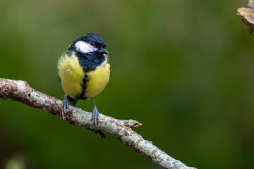 Obraz premium Kohlmeise (Parus major)