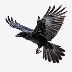 Obraz premium Flying black crow isolated