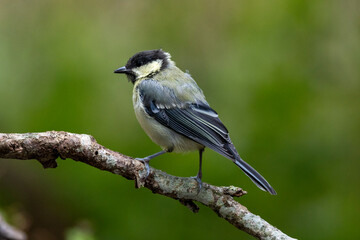 Kohlmeise (Parus major)
