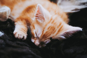 Mignon bébé chaton roux en train de dormir à la maison