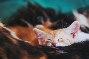 Mignon bébé chaton roux en train de dormir à la maison