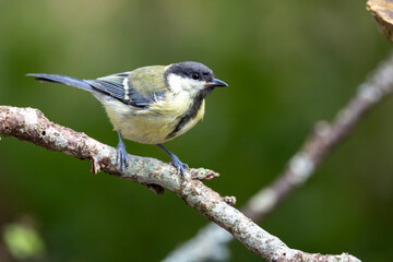 Kohlmeise (Parus major)