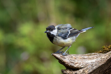 kranke Kohlmeise (Parus major)