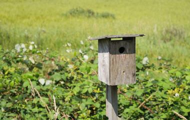 A bird house at the Pitt River Dyke near Grant Narrows Regional Park in Pitt Meadows, British Columbia, Canada