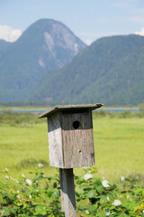 A bird house at the Pitt River Dyke near Grant Narrows Regional Park in Pitt Meadows, British Columbia, Canada