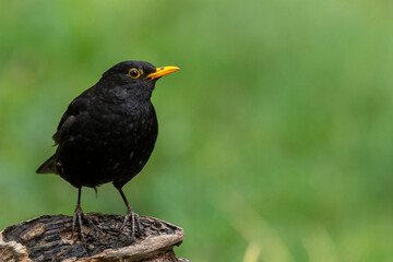 Amsel (Turdus merula) M&auml;nnchen