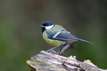 Kohlmeise (Parus major)