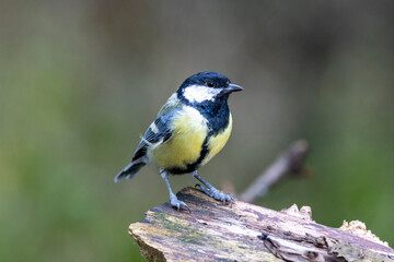Kohlmeise (Parus major)