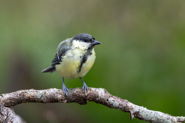 Fototapeta premium Kohlmeise (Parus major)