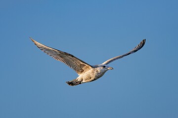 Majestic Herring gull gliding gracefully through the clear blue sky
