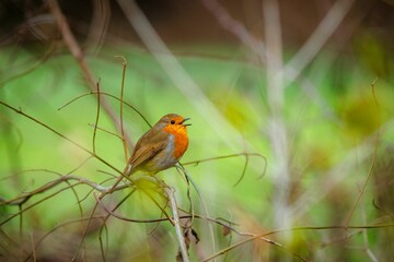 Closeup of a robin perched on a bare branch of tree