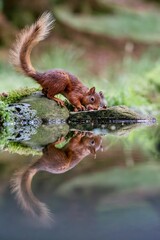 Selective focus shot of a squirrel with its reflection in the water