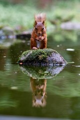 Selective focus shot of a squirrel with its reflection in the water