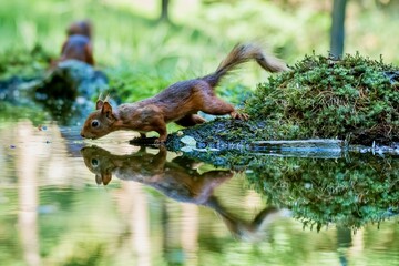 Selective focus shot of a squirrel with its reflection in the water