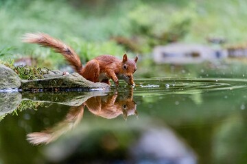 Selective focus shot of a squirrel with its reflection in the water