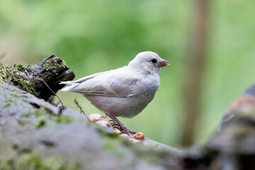 Closeup of a white bird perched on a tree in the forest